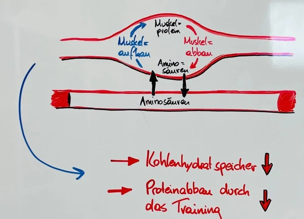 Muskelauf- und abbau