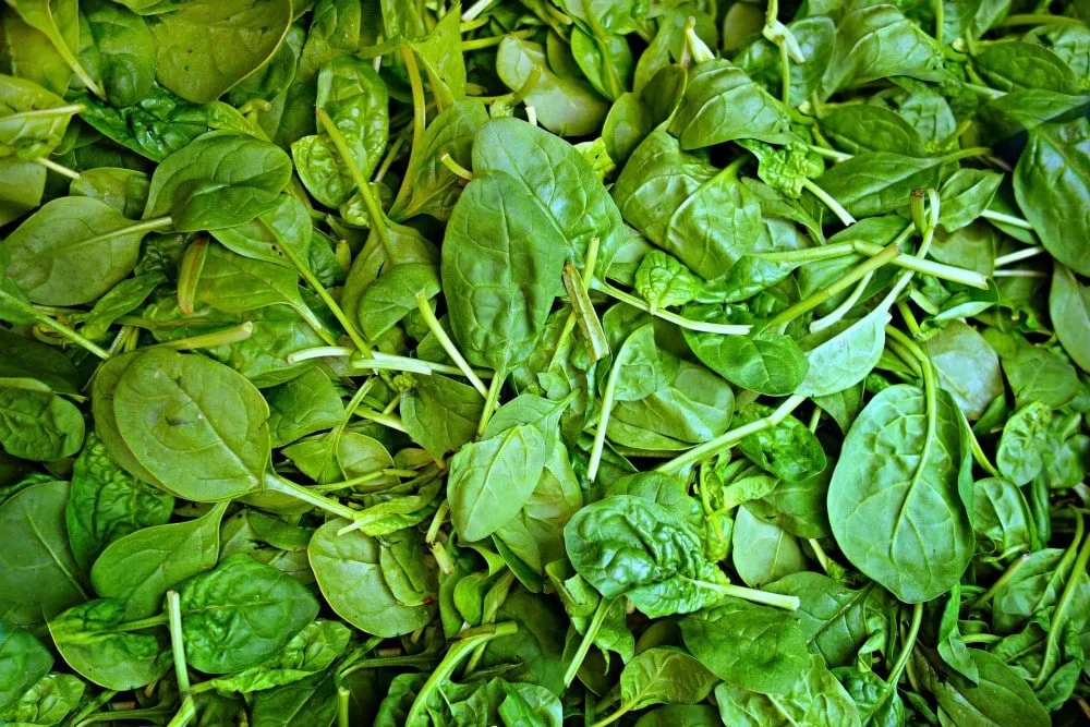 Blattsalate | Superfood